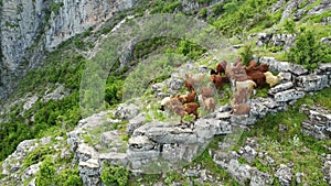 A large herd of goats and bucks grazes on the picturesque mountain slopes.