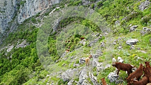 A large herd of goats and bucks grazes on the picturesque mountain slopes.