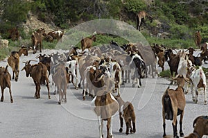 Large herd of goats moving forward blocked a highway