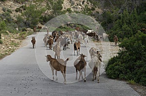 Large herd of goats walks along an asphalt road