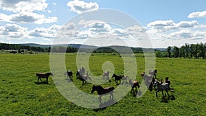 A large herd of horses gallops over the endless green steppe. Aerial view of a flight close to the horses.