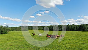 A large herd of horses gallops over the endless green steppe. Aerial view of a flight close to the horses.