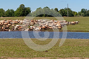 A large herd of horses go to water. Bashkiria