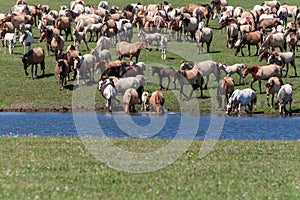 A large herd of horses go to water. Bashkiria