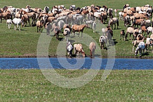 A large herd of horses go to water. Bashkiria