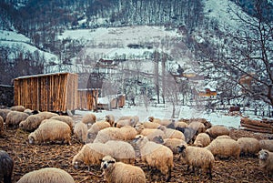 Large herd of Icelandic sheep grazing on brown grass and snowy mountains in the countryside