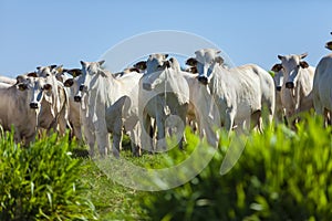 Large herd of Nellore cattle on the farm, cows and steers photo