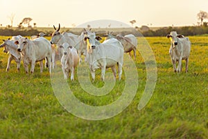 large herd of Nellore cattle on the farm, cows and steers photo