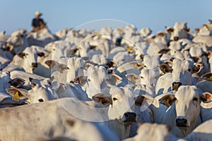 large herd of Nellore cattle on the farm, cows and steers photo