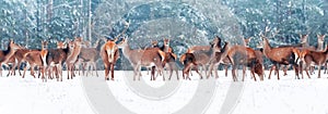 Large herd of noble deer against the background of a beautiful winter snow forest. Snowing. Artistic winter landscape. Christmas p