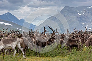 Large herd of reindeer in background of mountains
