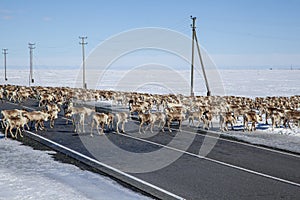 A large herd of reindeer crossing the road