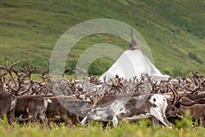 Large herd of reindeer near chooms