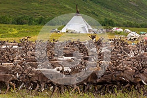 Large herd of reindeer near chooms, Yamal