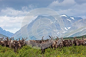 Large herd of reindeer in tundra in background of mountains