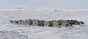 Large herd of reindeer in the winter tundra