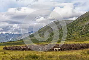 Large herd of reindeers in summer,