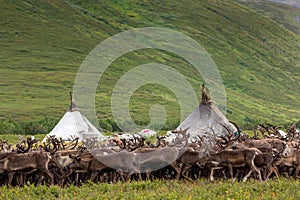 large herd of reindeers in summer