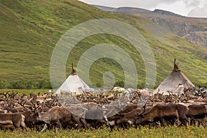 large herd of reindeers in summer