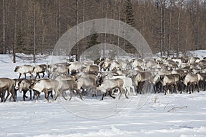 Large herd of reindeers in winter, Yamal