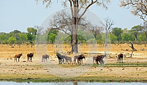 Large herd of sable antelopes on the dry open plains in Hwange National Park