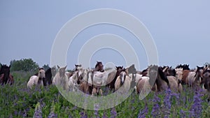 Large herd of thoroughbred horses gallops on green field with flowers in summer