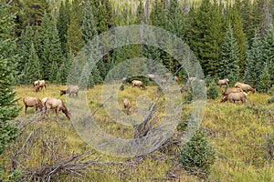 Large herd of wapiti grazing at the side of the road