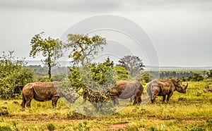A large herd of white rhinoceros in Serengiti national park