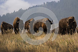 A large herd of wild bison standing on a grassy hill in Grand Teton National Park, Wyoming.