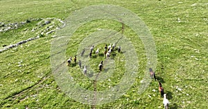 Large herd of wild horses galloping quickly running across a field of green grass