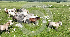 Large herd of wild horses galloping quickly running across a field of green grass