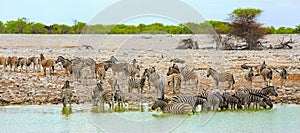 Large herd of Zebra coming to take a drink from an African waterhole in Etosha