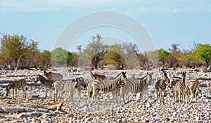 Large herd of Zebra standing on rocky outcrop with a natural bush background