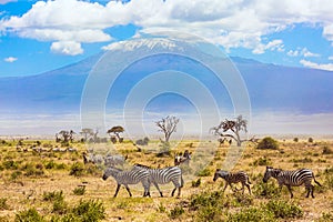 Large herd of zebras graze