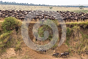Large herds of wildebeest. Mara River, Kenya
