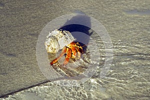 Large hermit crab