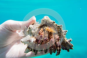 Large hermit crab