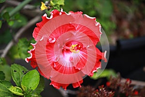 Large Hibiscus