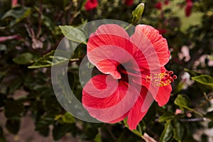 A large hibiscus flower of bright red color and a yellow stamen, five petals.