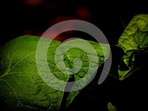 Large high quality image of collard greens leaves. Focus on its texture.