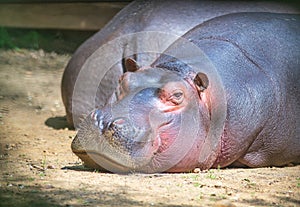 Large hippo laying and resting in a zoo photo