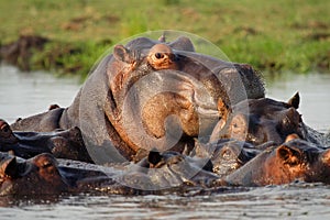 Large hippo male in hippo pool of the Chobe River