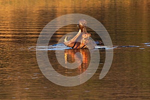 Large hippopotamus half immersed in pond seen yawning widely during a golden hour evening
