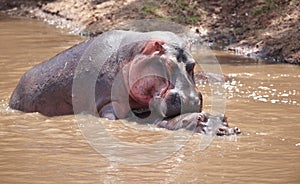 Large hippopotamus (Hippopotamus amphibius) photo