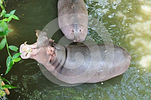 Large hippos, National Park Thailand