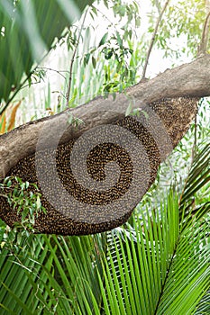 A large hive of Asian honeybee