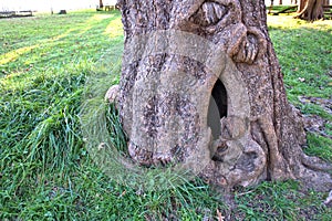 Large hole in the base of an old tree
