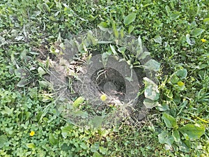 Large hole dug in grass by an animal