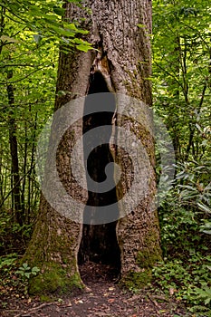 Large Hollow Cavern In Tree Trunk