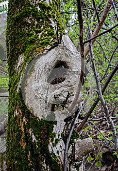 a dark fairy hole in the trunk of an old tree in the forest